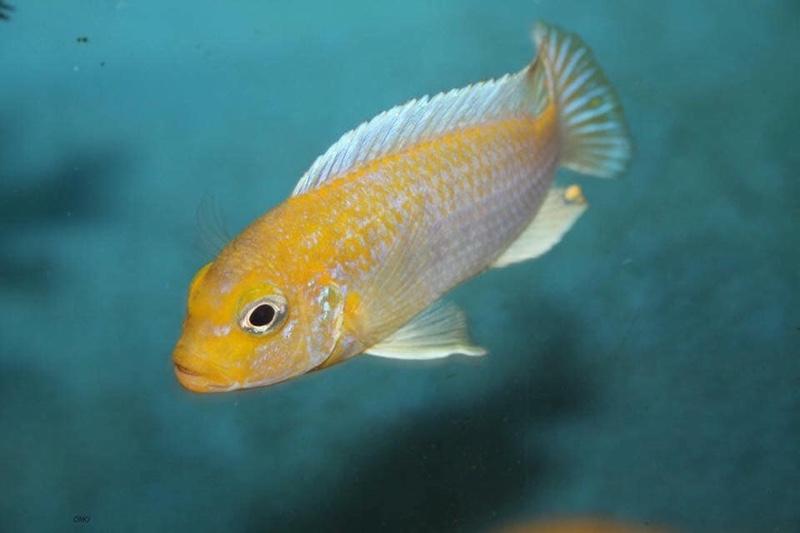 Maylandia glaucos 'Cobwe'